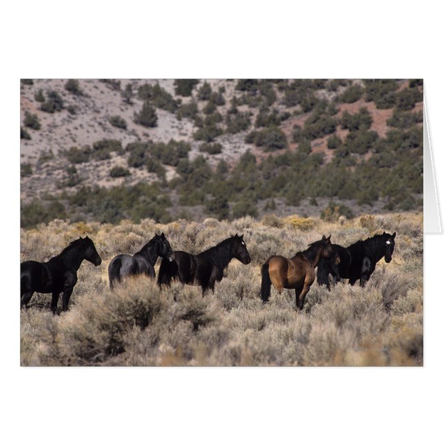 Wild Mustang Horses in the Desert 2 (Front Horizontal)