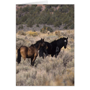 Wild Mustang Horses in the Desert 2