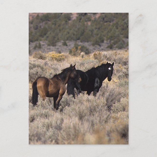 Wild Mustang Horses in the Desert 2 Postcard (Front)