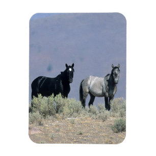 Wild Mustang Horses in the Desert 3 Magnet