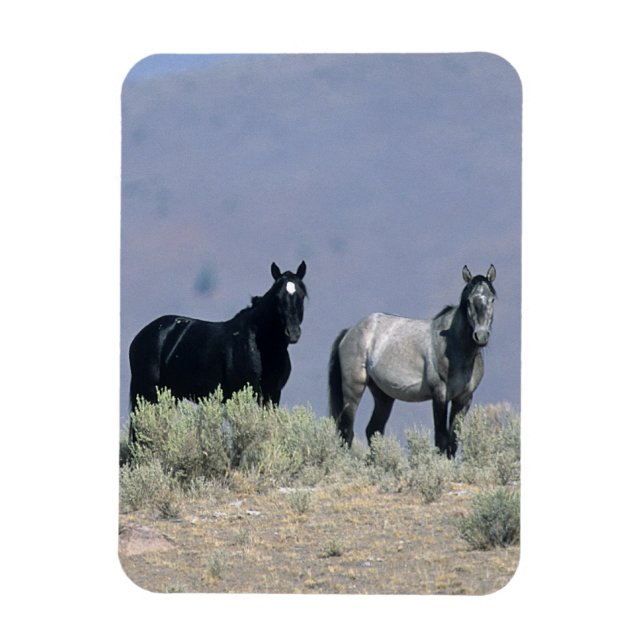 Wild Mustang Horses in the Desert 3 Magnet (Vertical)