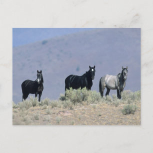 Wild Mustang Horses in the Desert 3 Postcard