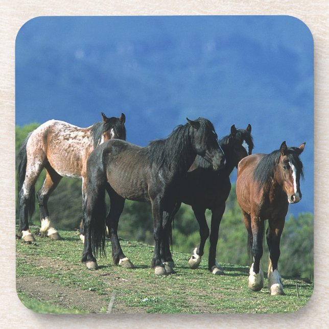 Wild Mustang Horses in the Mountains Coaster (Front)