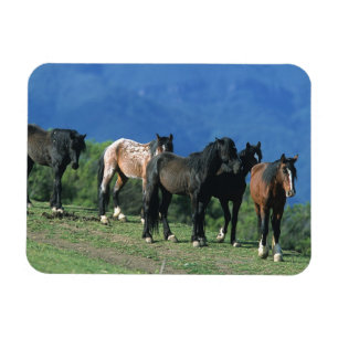 Wild Mustang Horses in the Mountains Magnet