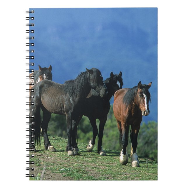 Wild Mustang Horses in the Mountains Notebook (Front)