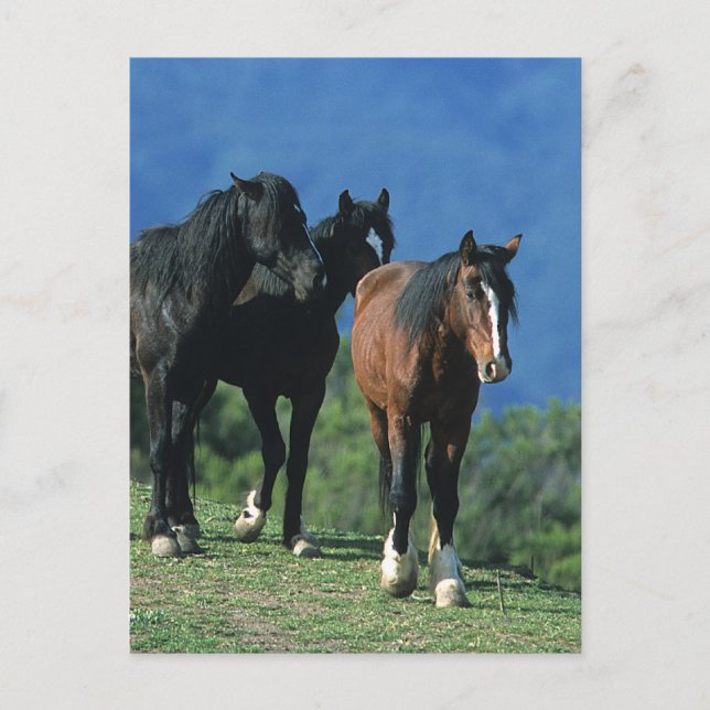 Wild Mustang Horses in the Mountains Postcard (Front)