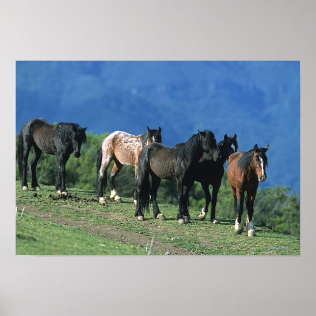 Wild Mustang Horses in the Mountains Poster (Front)
