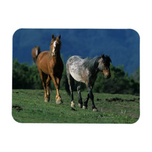 Wild Mustang Horses Magnet