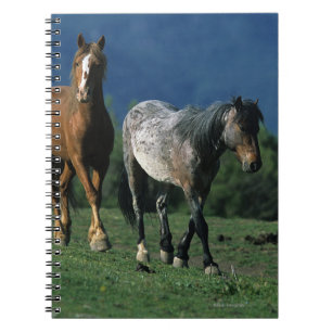 Wild Mustang Horses Notebook