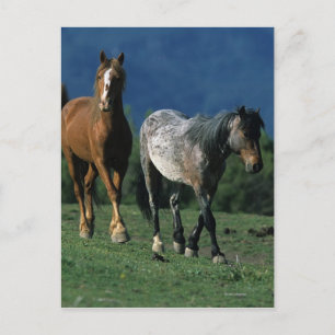 Wild Mustang Horses Postcard