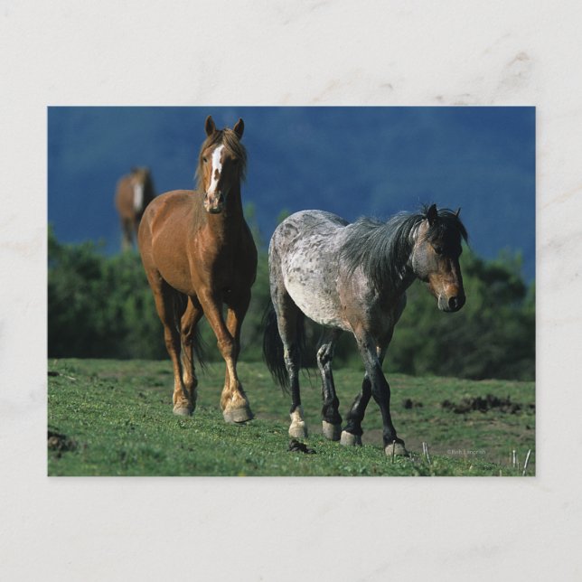 Wild Mustang Horses Postcard (Front)