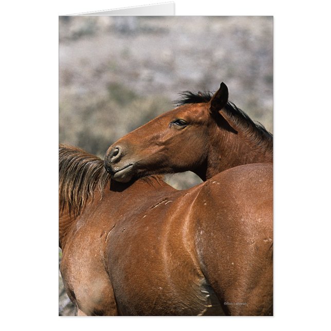 Wild Mustang Horses Touching (Front)