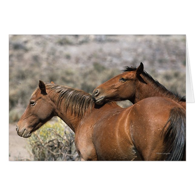 Wild Mustang Horses Touching (Front Horizontal)