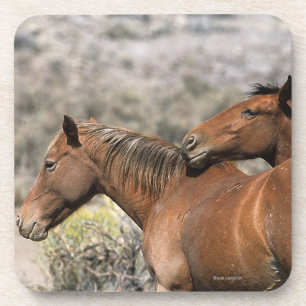 Wild Mustang Horses Touching Coaster