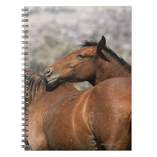 Wild Mustang Horses Touching Notebook