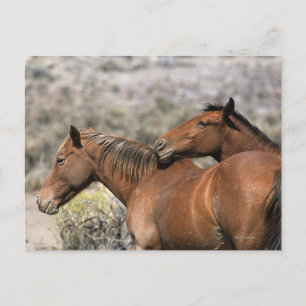 Wild Mustang Horses Touching Postcard