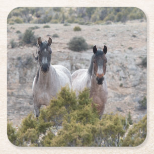 Wild Mustang Mare and Wild Horse Stallion Square Paper Coaster