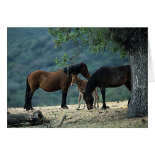 Wild Mustang Mare & Foal