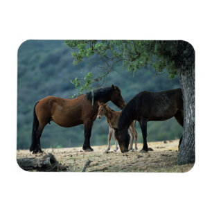 Wild Mustang Mare & Foal Magnet