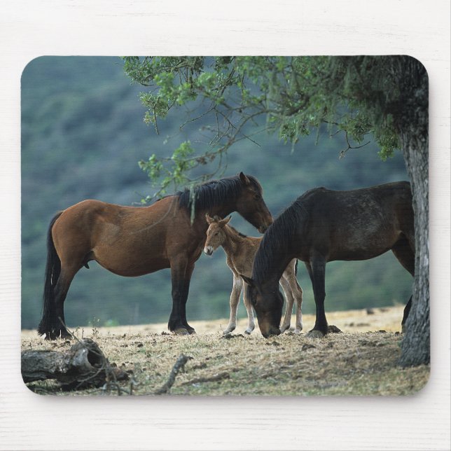 Wild Mustang Mare & Foal Mouse Pad (Front)