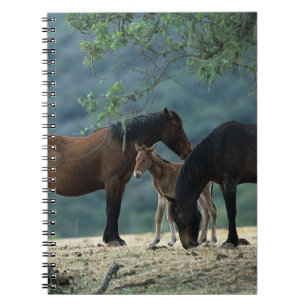 Wild Mustang Mare & Foal Notebook
