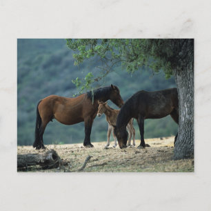 Wild Mustang Mare & Foal Postcard