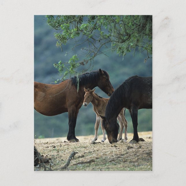 Wild Mustang Mare & Foal Postcard (Front)