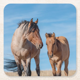 Wild Mustang Stallion and Wild Horse Foal Square Paper Coaster