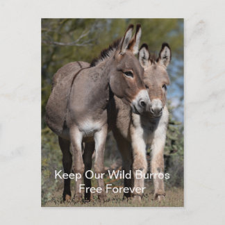Wild Mustangs Forever Postcard