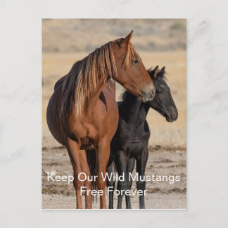 Wild Mustangs Forever Postcard