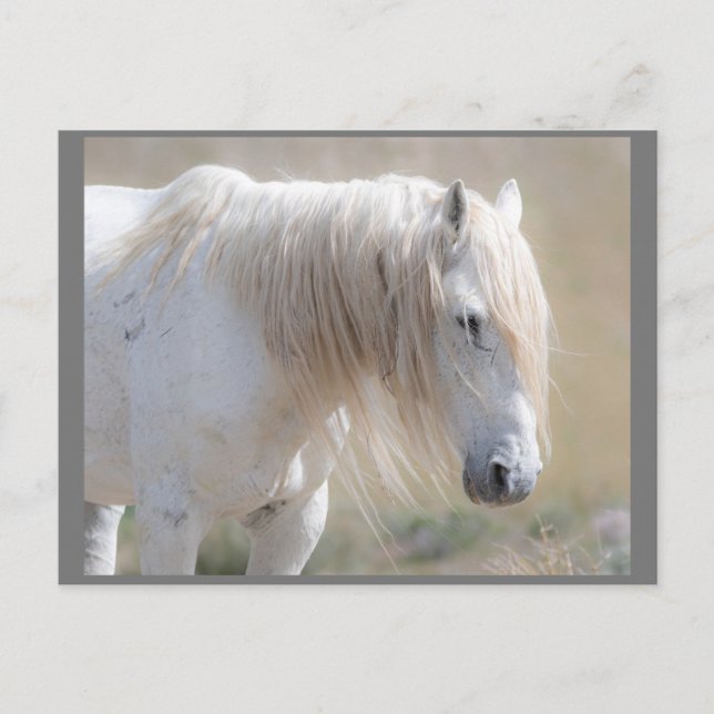 Wild Mustangs Forever Postcard (Front)