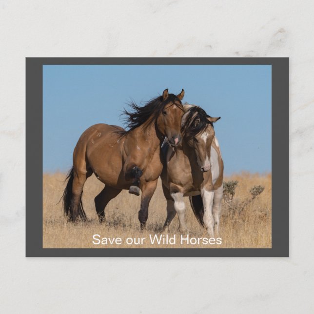 Wild Mustangs Forever Postcard (Front)