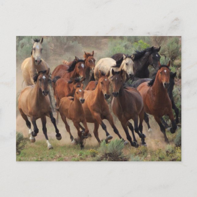 Wild Mustangs Horse Postcard (Front)