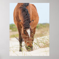 Wild Mustangs or Banker Horses