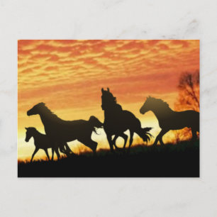 Wild Mustangs Postcard