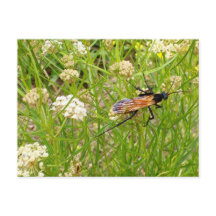 Wild New Mexico Wasp Postcard