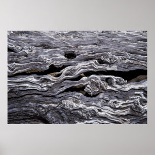 Wild Olive Tree Great Karoo, South Africa Poster