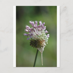 Wild Onion Wildflower Crow Garlic - Allium vineale Postcard