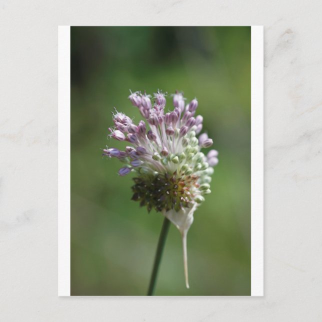 Wild Onion Wildflower Crow Garlic - Allium vineale Postcard (Front)