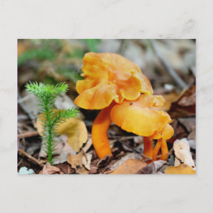 Wild Orange Mushrooms Nature Photography Postcard