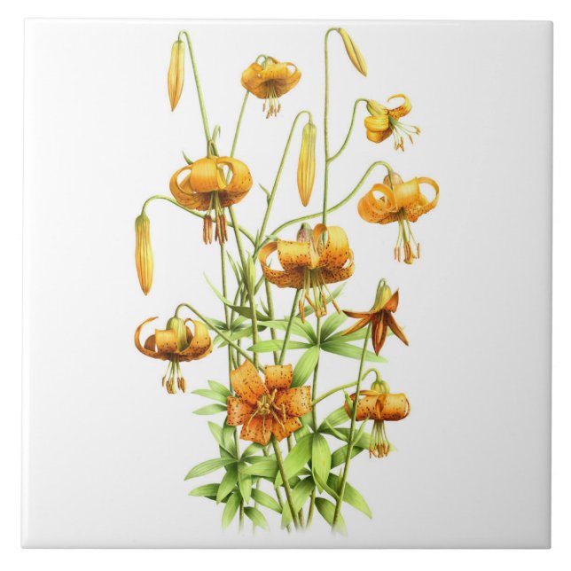 Wild Orange Tiger Lily Flowers Botanical Art Ceramic Tile (Front)