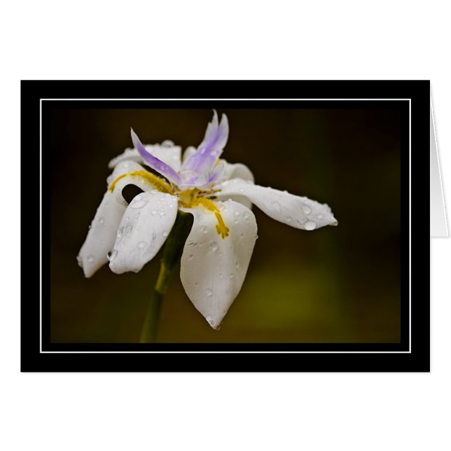 Wild Orchid Blank Card (Front Horizontal)