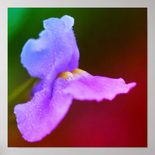 Wild Orchid Flower  Poster