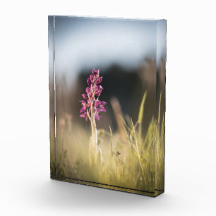 Wild Orchid Nature Photo Block
