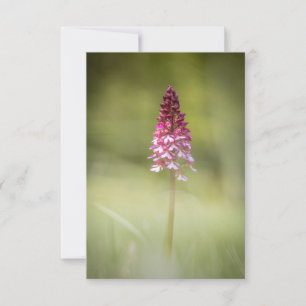 Wild Orchid Nature Photo Card