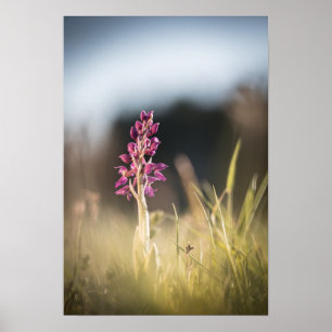 Wild Orchid Nature Photo Poster