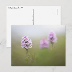 Wild Orchid Photo Postcard