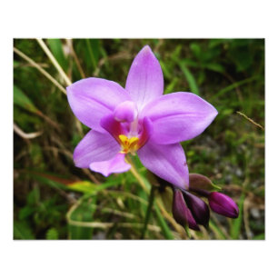 Wild Orchid Purple Tropical Flower Photo Print