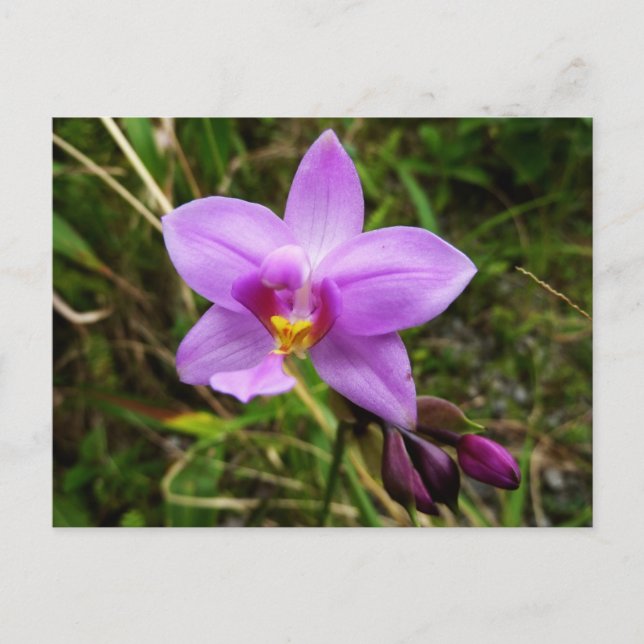 Wild Orchid Purple Tropical Flower Postcard (Front)