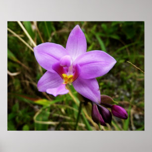 Wild Orchid Purple Tropical Flower Poster
